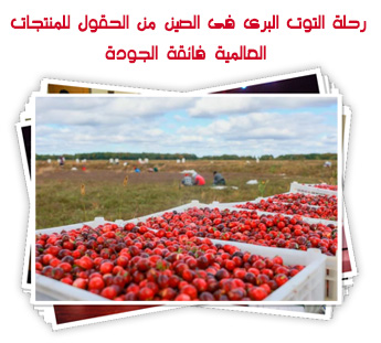 رحله التوت بالبرى فى الصين من الحقول للمنتجات العالمية فائقة الجودة