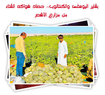 بشاير اليوسفى والكنتالوب.. حصاد فواكه الشتاء من مزارع الأقصر