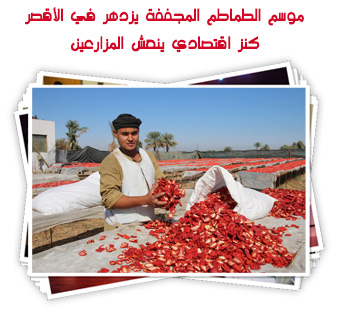 موسم الطماطم المجففة يزدهر في الأقصر.. كنز اقتصادي ينعش المزارعين