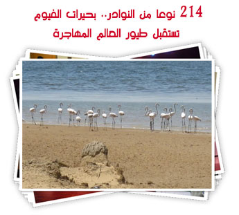 214 نوعا من النوادر.. بحيرات الفيوم تستقبل طيور العالم المهاجرة