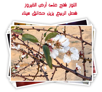 اللوز فتح على أرض الفيروز.. فصل الربيع يزين حدائق سيناء