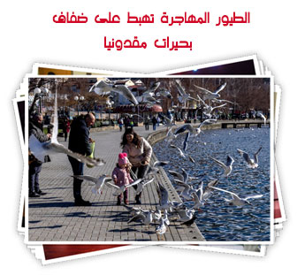 الطيور المهاجرة تهبط على ضفاف بحيرات مقدونيا