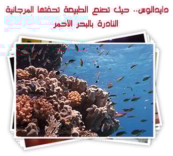 دايدالوس.. حيث تصنع الطبيعة تحفتها المرجانية النادرة بالبحر الأحمر