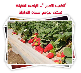 حصاد الفراولة