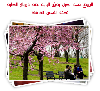 الربيع فى الصين يدق الباب بعد ذوبان الجليد تحت الشمس الدافئة