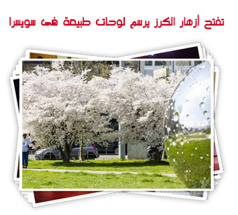 تفتح أزهار الكرز يرسم لوحات طبيعة فى سويسرا