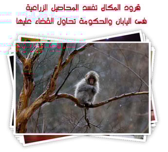 قرود المكاك تفسد المحاصيل الزراعية فى اليابان والحكومة تحاول القضاء عليها