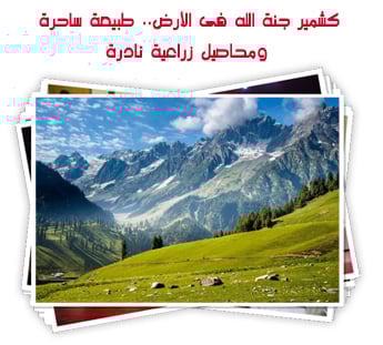 كشمير جنة الله فى الأرض.. طبيعة ساحرة ومحاصيل زراعية نادرة