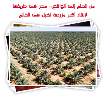 من الحلم إلى الواقع.. مصر فى طريقها لإنشاء أكبر مزرعة نخيل فى العالم