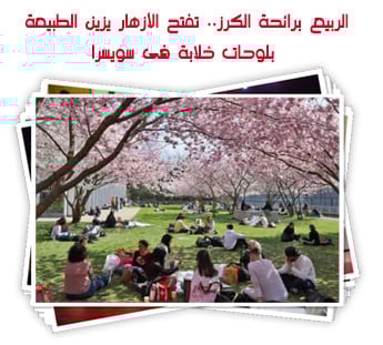 الربيع برائحة الكرز.. تفتح الأزهار يزين الطبيعة بلوحات خلابة فى سويسرا
