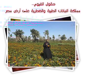 حقول الفيوم.. مملكة النباتات الطبية والعطرية على أرض مصر
