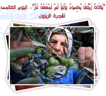 "يَكَادُ زَيْتُهَا يُضِيءُ وَلَوْ لَمْ تَمْسَسْهُ نَارٌ".. اليوم العالمى لشجرة الزيتون