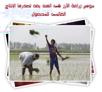 موسم زراعة الأرز فى الهند بعد تصدرها الإنتاج العالمى للمحصول