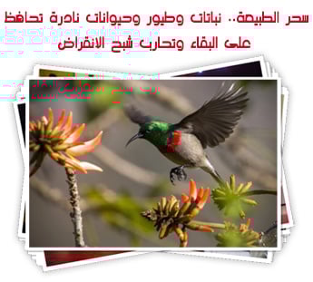 سحر الطبيعة.. نباتات وطيور وحيوانات نادرة تحافظ على البقاء وتحارب شبح الانقراض