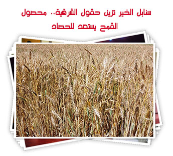 سنابل الخير تزين حقول الشرقية.. محصول القمح يستعد للحصاد 