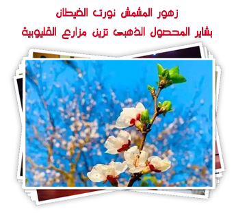 زهور المشمش نورت الغيطان.. بشاير المحصول الذهبى تزين مزارع القليوبية