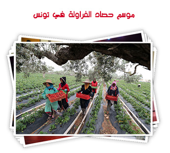 موسم حصاد الفراولة في تونس 