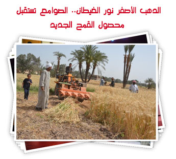 الدهب الأصفر نور الغيطان.. الصوامع تستقبل محصول القمح الجديد