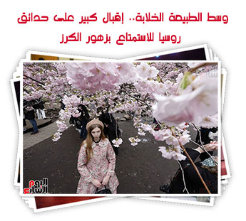 وسط الطبيعة الخلابة.. إقبال كبير على حدائق روسيا للاستمتاع بزهور الكرز