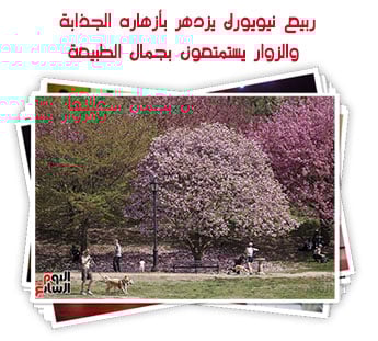 ربيع نيويورك يزدهر بأزهاره الجذابة.. والزوار يستمتعون بجمال الطبيعة