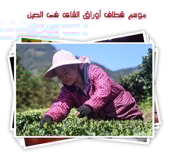 موسم قطاف أوراق الشاى فى الصين