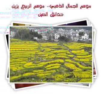 موسم الجمال الذهبي.. موسم الربيع يزين حدائق الصين