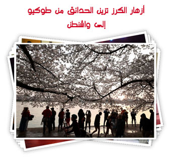  أزهار الكرز تزين الحدائق من طوكيو إلى واشنطن