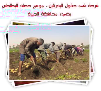 فرحة فى حقول البدرشين.. موسم حصاد البطاطس يضيء محافظة الجيزة
