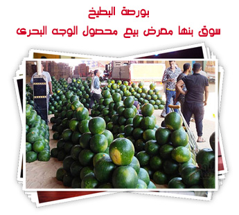 بورصة البطيخ.. سوق بنها معرض بيع محصول الوجه البحرى