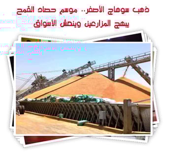 ذهب سوهاج الأصفر.. موسم حصاد القمح يبهج المزارعين وينعش الأسواق