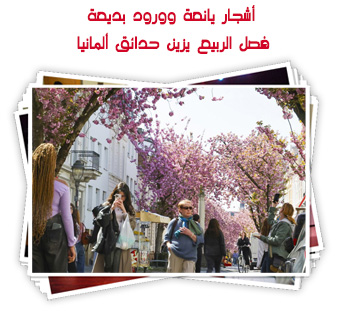 أشجار يانعة وورود بديعة.. فصل الربيع يزين حدائق ألمانيا 