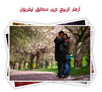 أزهار الربيع تزين حدائق ليفربول