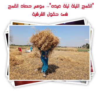 "القمح الليلة ليلة عيده".. موسم حصاد القمح فى حقول الشرقية