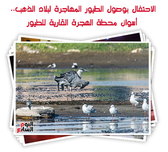 الاحتفال بوصول الطيور المهاجرة لبلاد الذهب.. أسوان محطة الهجرة القارية للطيور