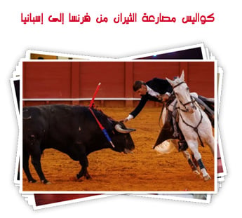 كواليس مصارعة الثيران من فرنسا إلى إسبانيا