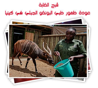 شبح الغابة.. عودة ظهور ظبي البونغو الجبلي في كينيا