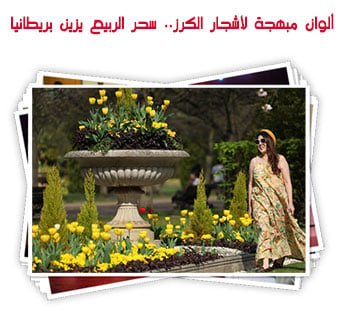 ألوان مبهجة لأشجار الكرز.. سحر الربيع يزين بريطانيا