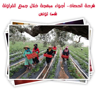 فرحة الحصاد.. أجواء مبهجة خلال جمع الفراولة  فى تونس