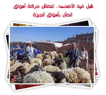 قبل عيد الأضحى.. انتعاش حركة أسواق الضأن بأسواق الجيزة