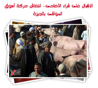 الإقبال على شراء الأضاحى.. انتعاش حركة أسوق المواشى بالجيزة