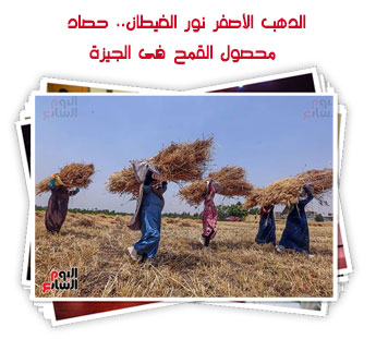 الدهب الأصفر نور الغيطان.. حصاد محصول القمح فى الجيزة