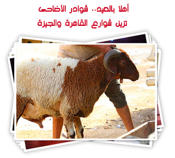 شوادر أضاحى العيد تزين شوارع القاهرة والجيزة