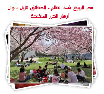 سحر الربيع فى العالم.. الحدائق تتزين بألوان أزهار الكرز المتفتحة