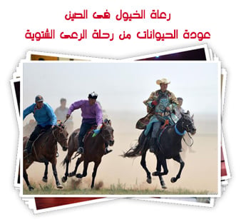رعاة الخيول فى الصين.. عودة الحيوانات من رحلة الرعى الشتوية