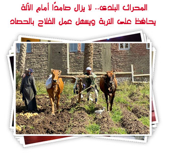 المحراث البلدى.. لا يزال صامدًا أمام الآلة يحافظ على التربة ويسهل عمل الفلاح بالحصاد