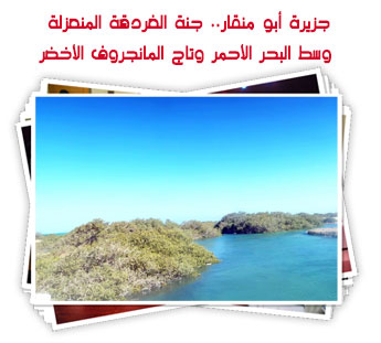 جزيرة أبو منقار.. جنة الغردقة المنعزلة وسط البحر الأحمر وتاج المانجروف الأخضر