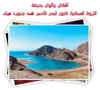 أشكال وألوان بديعة.. الثروة السمكية كنوز البحر الأحمر فى جنوب سيناء