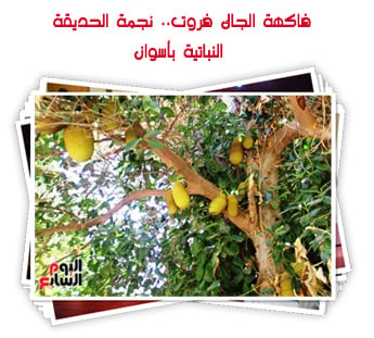 فاكهة الجاك فروت.. نجمة الحديقة النباتية بأسوان