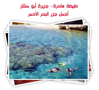طبيعة ساحرة.. جزيرة أبو منقار أجمل جزر البحر الأحمر