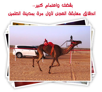 بشغف واهتمام كبير.. انطلاق مسابقة الهجن لأول مرة بمدينة العلمين